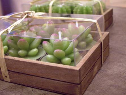 CACTUS 6POT キャンドル-EKEBERIA
