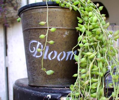 BLOOM HANGING POT L