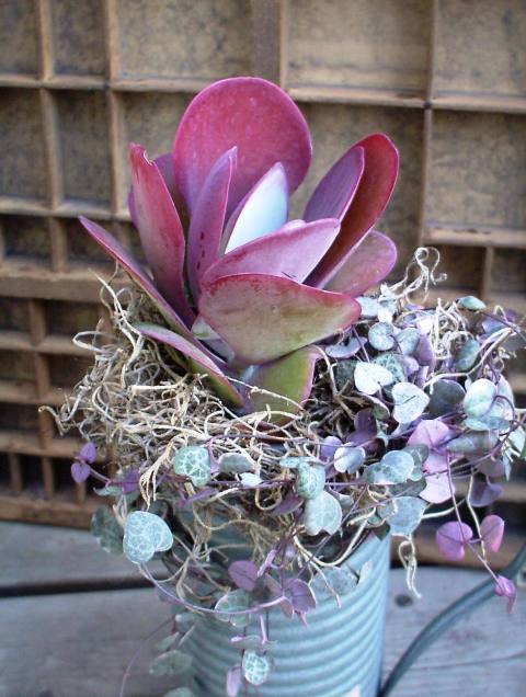 冬の寄せ植え×ブリキ・トール　【デザートローズ】