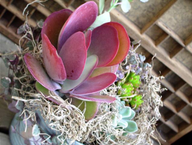 冬の寄せ植え×ブリキ　【デザートローズ】