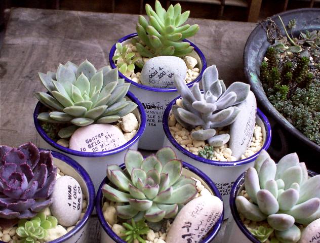 コレクションNo.4　【ハンメリー】