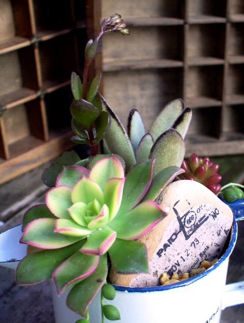 ピッチャー＋夕映