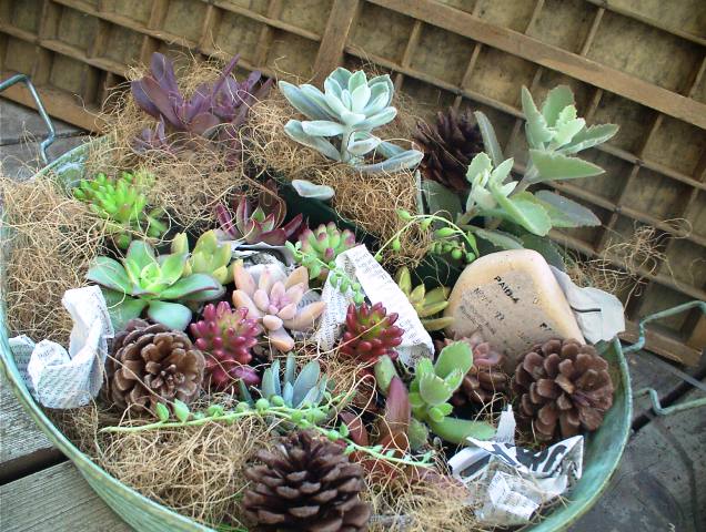 JUNKブリキ×紅葉多肉の寄せ植えセット