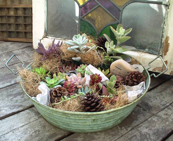 JUNKブリキ×紅葉多肉の寄せ植えセット