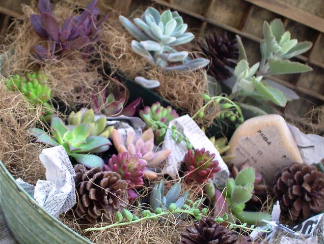 JUNKブリキ×紅葉多肉の寄せ植えセット