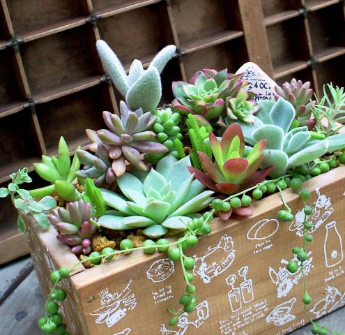 お楽しみ多肉寄せ植えmixマルシェ木箱　【限定】
