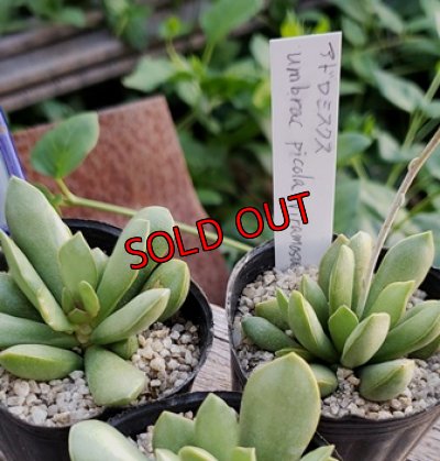 画像3: Adromischus umbracticola v.ramosus 