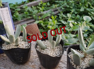 画像1: Adromischus halesowensis