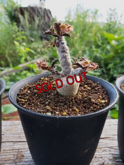 中(壺ラッパー)