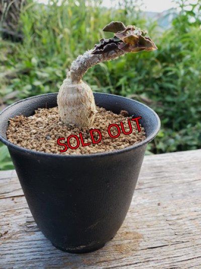 右(イナバちゃん)