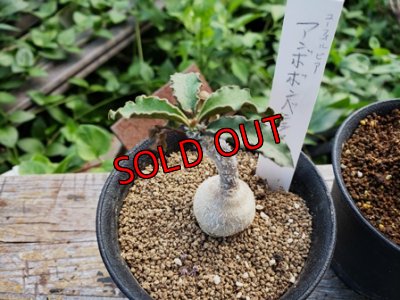 画像3: アンボボンベンシス/Eu-ambovombensis