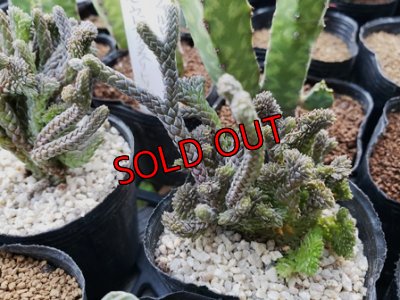 画像2: 若緑綴化（20-11）