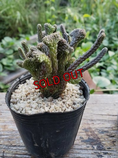 色んな形があります。