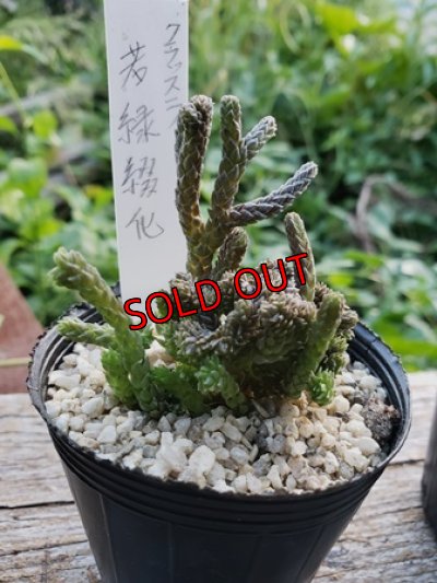 盆栽の様な風貌です。