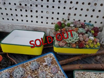 レモン色に深緑の縁取りが可愛いです。