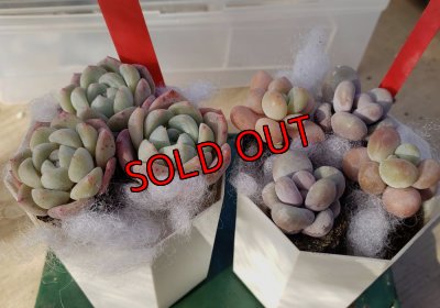 画像3: プクプク苗セット　2P（24-1）