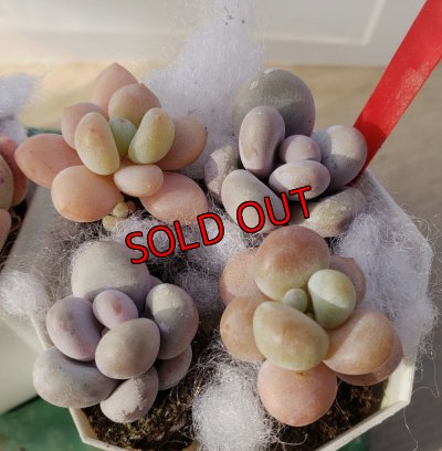 画像5: プクプク苗セット　2P（24-1）