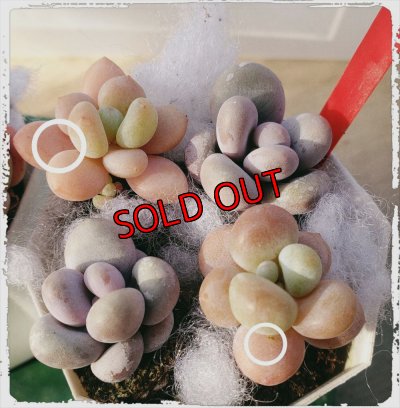 白丸がピンクローシン、それ以外はたまごチーズ