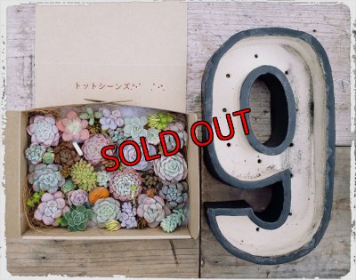 画像3: 寄せ植えセット/大サイズ（22-11）