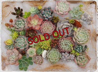 画像4: 寄せ植えセット/大サイズ（22-11）