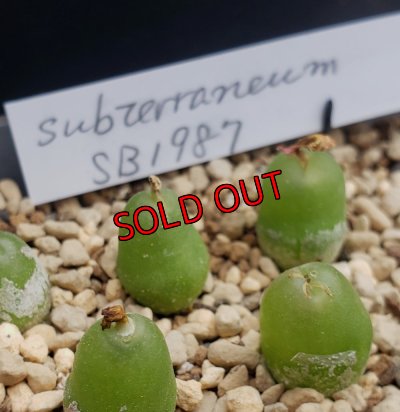 画像4: subterraneum SB1987【24-11/25】