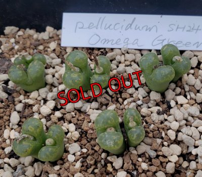 画像1: pellucidum SH 2496 Omega Green【24-11】