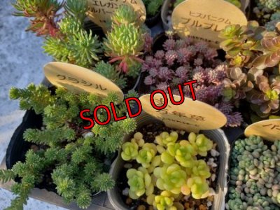 画像4: いちかわふぁーむさんのセダムセット/10P-A　(19-12)
