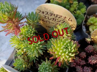 画像5: いちかわふぁーむさんのセダムセット/10P-A　(19-12)
