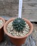 画像9: 景清/Mammillaria sempervivi var. caput-medusae　