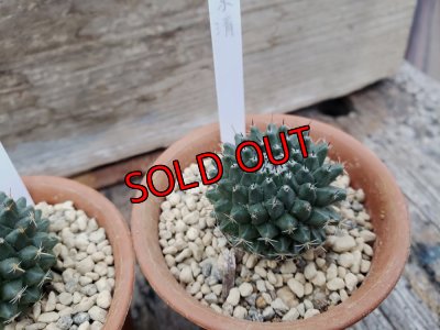 画像10: 景清/Mammillaria sempervivi var. caput-medusae　