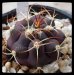 画像1: 尾形丸/Gymnocalycium pflanzii var. albipulpa (1)