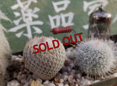 画像4: サボタニＭＩＸ(白のサボちゃん編)-3　6P（22-12）