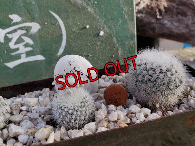 画像5: サボタニＭＩＸ(白のサボちゃん編)-3　6P（22-12）