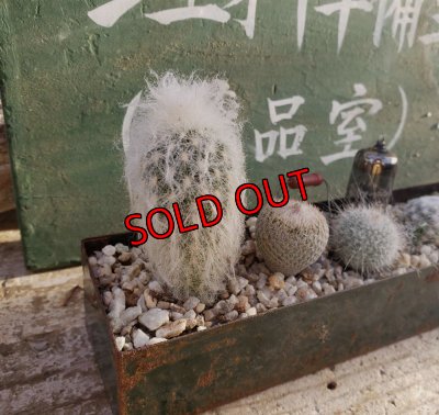 画像3: サボタニＭＩＸ(白のサボちゃん編)-3　6P（22-12）