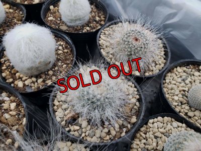 画像8: サボタニＭＩＸ(白のサボちゃん編)-3　6P（22-12）