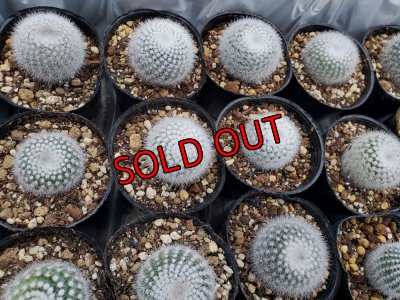 画像7: サボタニＭＩＸ(白のサボちゃん編)-3　6P（22-12）