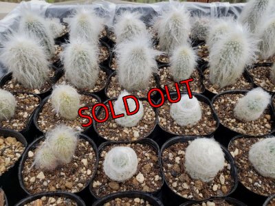 画像6: サボタニＭＩＸ(白のサボちゃん編)-3　6P（22-12）