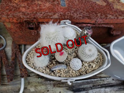 画像2: 白のサボタニＭＩＸ6P+古い器（22-12）