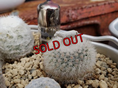 画像4: 白のサボタニＭＩＸ6P+古い器（22-12）