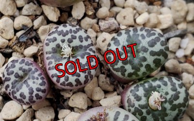 画像2: 福/松☆コノフィツム・スペシャルセット（22-12）