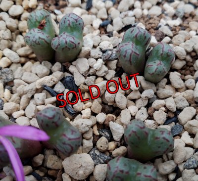 画像3: 福/梅☆コノフィツム・スペシャルセット（22-12）