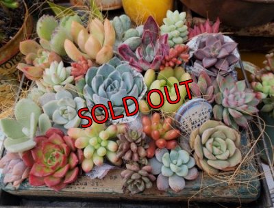 画像2: 【Ｂお花】紅葉多肉とセダムの抜き苗プルプルセット♪20P/19-12