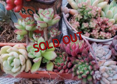 画像4: 【Ｂお花】紅葉多肉とセダムの抜き苗プルプルセット♪20P/19-12