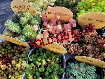 画像4: いちかわふぁーむさんのセダム＆木箱付セット/Ｄタイプ(2/23)