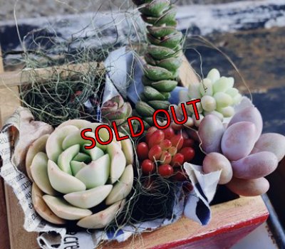 画像6: いちかわふぁーむさんのセダム＆木箱付セット/Ｄタイプ(2/23)