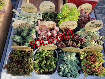 画像3: いちかわふぁーむさんのセダム＆木箱付セット/Ｄタイプ(2/23)