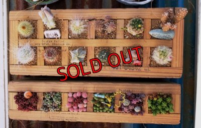 寄せ植え参考例です