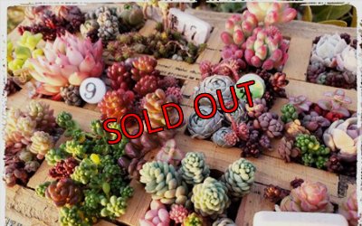 植えるとこんな感じです