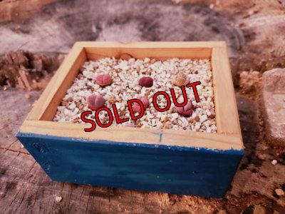 画像2: 群仙園さんのリトサンセット〜レッド♡4/24