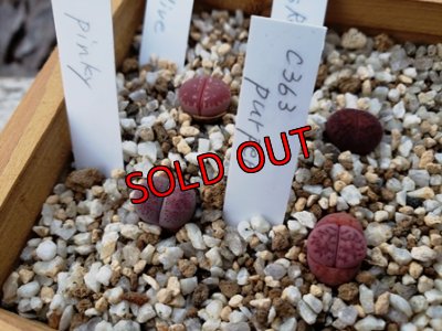 画像3: 群仙園さんのリトサンセット〜レッド♡4/24